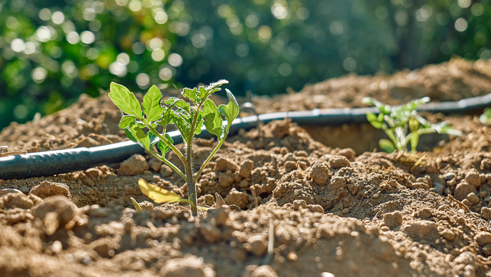 The Ultimate Guide to Drip Irrigation for Happy Hanging Plants