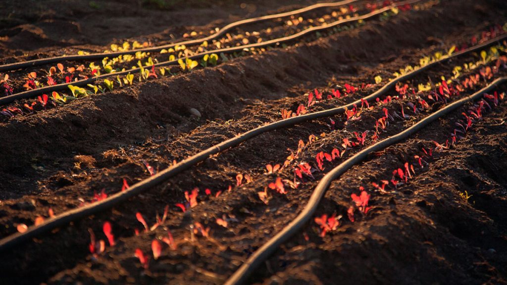 Automatic Drip Irrigation for Thriving Hanging Plants