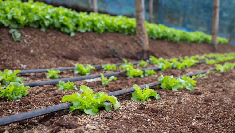 Easy Automatic Drip Irrigation for Your Porch
