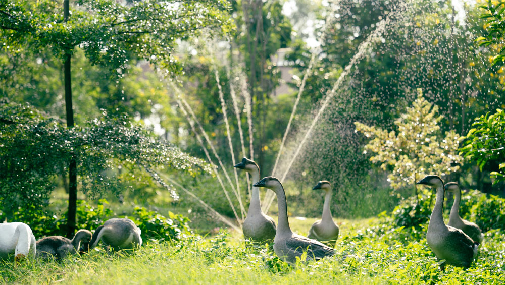 The Best Time to Water Your Plants