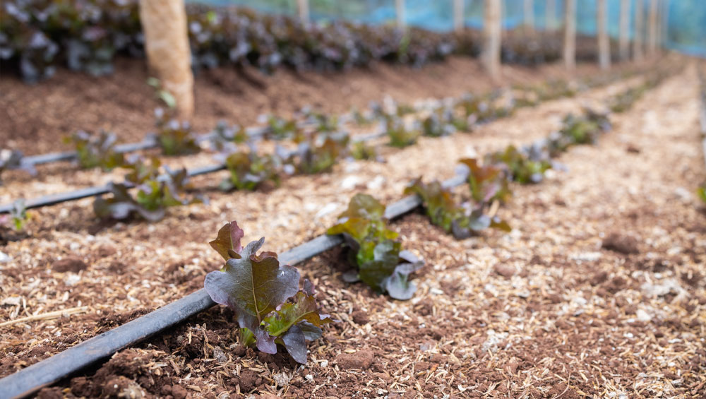 Drip Irrigation