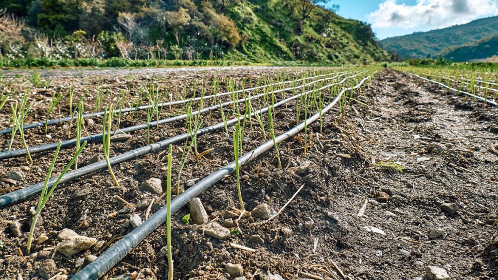How Drip Irrigation Gives You Back Your Time In Summer
