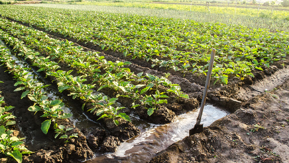 Install & Maintain a Drip Irrigation System