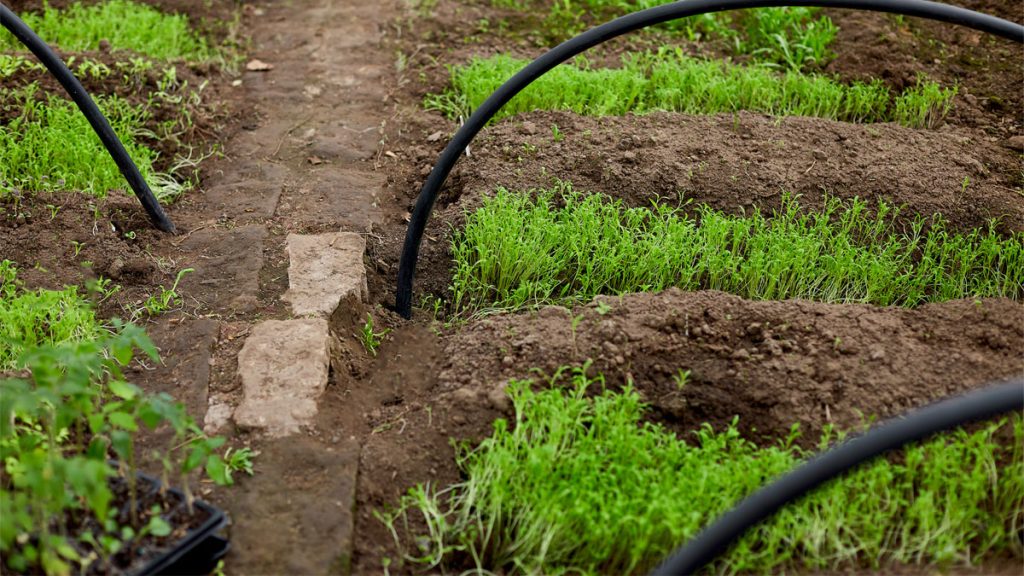 Install a Simple Drip Irrigation System for Your Garden