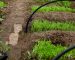 Install a Simple Drip Irrigation System for Your Garden