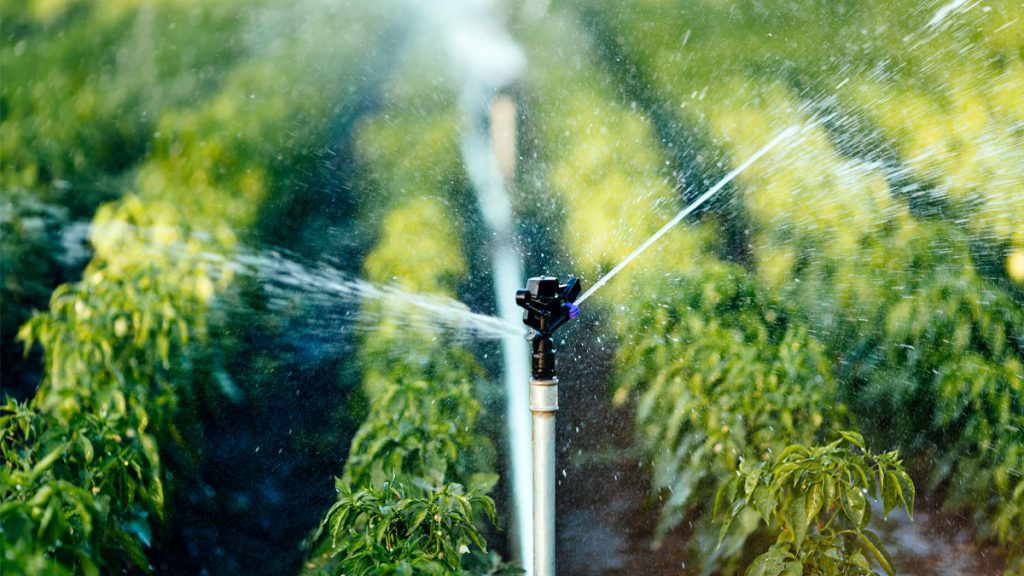 3 Practical Strategies for a Water-Efficient Landscape