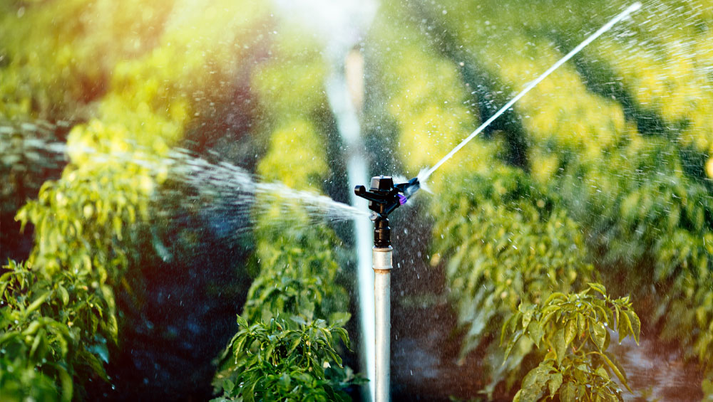 sprinklers