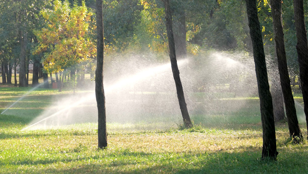 the perfect watering plan for any tree